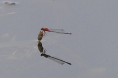 Xanthagrion erythroneurum