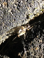 Svercacheta siamensis