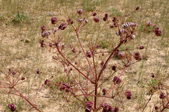 Prangos ferulacea