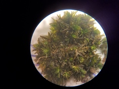 Orthotrichum pusillum