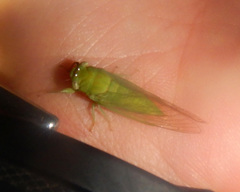 Taurella viridis