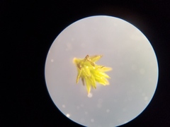 Orthotrichum pusillum