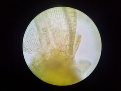 Orthotrichum pusillum