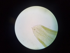 Orthotrichum pusillum