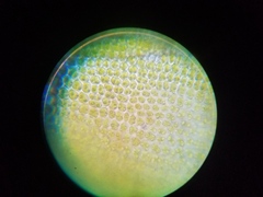 Orthotrichum pusillum