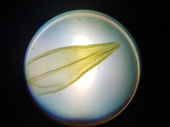 Orthotrichum pusillum