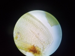 Orthotrichum pusillum