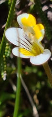 Euphrasia wettsteiniana