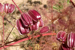 Prangos ferulacea