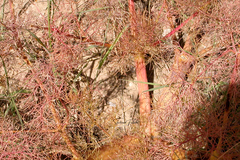 Prangos ferulacea