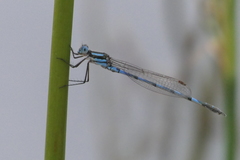Austrolestes annulosus