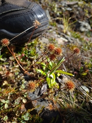 Acaena anserinifolia