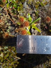 Acaena anserinifolia