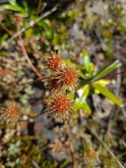 Acaena anserinifolia