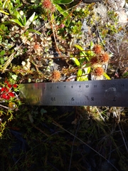 Acaena anserinifolia