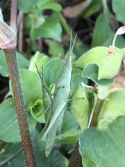 Atractomorpha sinensis sinensis