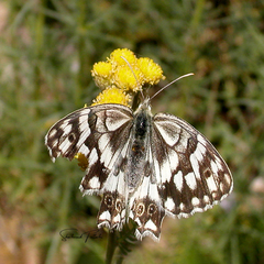 Melanargia