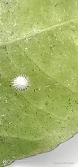 Insecta