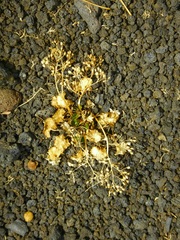 Micranthes purpurascens