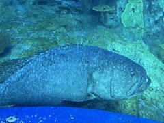 Epinephelus lanceolatus
