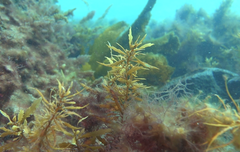 Sargassum lacerifolium