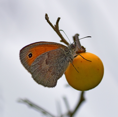 Small Heath photo 2
