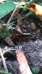 Lissopimpla