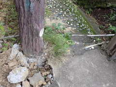 Zoysia pacifica