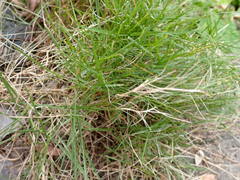 Zoysia pacifica