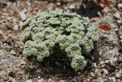 Ferulopsis hystrix