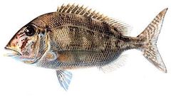 Jolthead Porgy photo 4