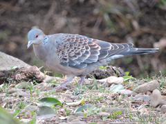 Streptopelia orientalis