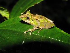 Pristimantis appendiculatus