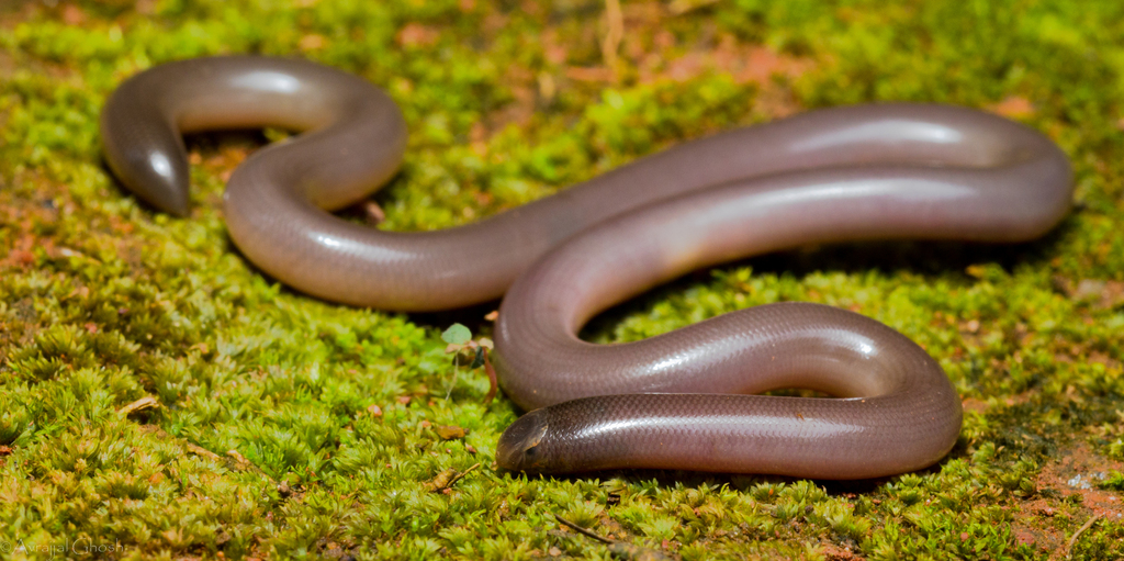 Beaked Blind Snake