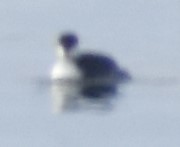 Podiceps auritus