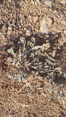 Hedysarum candidum
