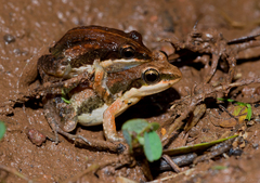 Minervarya sahyadris