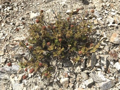 Acaena glabra