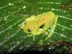 Nymphargus grandisonae