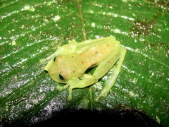 Nymphargus grandisonae
