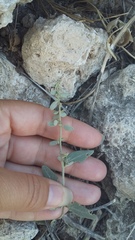 Atriplex pedunculata