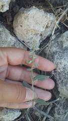 Atriplex pedunculata