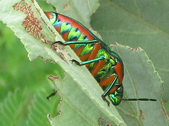 Calidea dregii