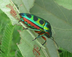 Calidea dregii