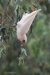 Cacatua sanguinea