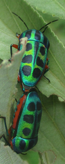 Calidea dregii