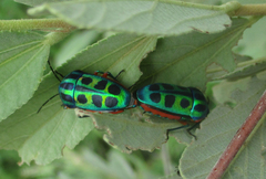 Calidea dregii