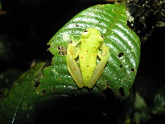 Nymphargus grandisonae