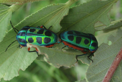 Calidea dregii
