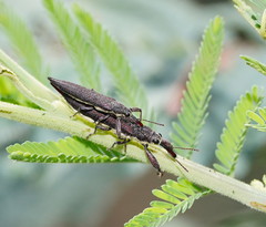 Rhinotia phoenicoptera